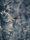 Partial color red effect of dragonfly perch on barbed wire fence