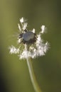 Partial dandelion