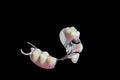 Partial Denture on black background Royalty Free Stock Photo