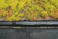 Partial green roof detail