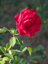 Partial image of a red flowering rose