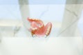 Partial plate denture Royalty Free Stock Photo