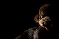 Partial portrait of adorable black Toy Poodle dog