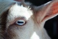 Partial portrait of a white and brown goat showing one eye and one ear Royalty Free Stock Photo