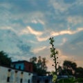Partial silhouette of Mini flowers during sunrise