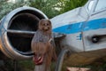 Partial view of Chewbacca on spaceship background in Star Wars Galaxys Edge at Hollywood Studios 7