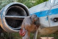 Partial view of Chewbacca on spaceship background in Star Wars Galaxys Edge at Hollywood Studios 6