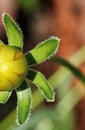 UNOPENED YELLOW DAISY WITH CONCENTRIC ARRANGEMENT OF GREEN CALYX PETALS