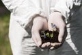 View of ecologist in latex gloves holding handful of soil with dayflowers