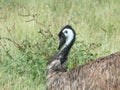 Partial view emu in the australien steppe