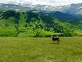 A partial view of KÃÂ¼mbet Highland in Dereli, Giresun Royalty Free Stock Photo