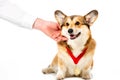 partial view of man touching corgi with golden medal Royalty Free Stock Photo