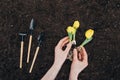 Partial view of person planting beautiful green flowers in soil and small gardening tools