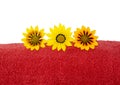 Partial View of Red Towel Rolled Up with 3 Gazanias