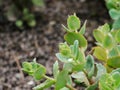 Partial view of a sedum plant, a succulent plant, Crassulaceae, called fat hen, the thick fleshy leaves store water.