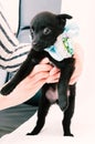 Woman holding cute black scared puppy in blue collar with ribbon and bow on white blanket