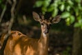 Young buck posing closeup Royalty Free Stock Photo