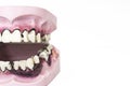 Partial wooden dentures with caries and cavities on white background with copy space. Dental Health care