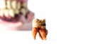 Partial wooden dentures and real tooth with caries and cavities on white background with copy space. Dental Health care