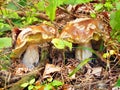 A partially bitten two summer ceps in nature