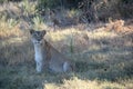 Partially Blind Lion