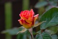 Partially bloomed rose flower