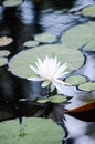 Partially blooming waterlily on lake with reflection