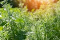 Partially blurred background image of green sprigs of dill growing in vegetable garden