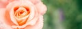 Partially blurred creative background image. Delicate pink rose and greenery. Banner Royalty Free Stock Photo