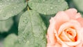 Partially blurred creative background image. Delicate pink rose and greenery Royalty Free Stock Photo
