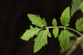 A closeup. Green tomato leaves with dewdrops. Dark background