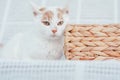 Partially blurred muzzle of white and ginger cat next to wicker basket on white background, selective focus Royalty Free Stock Photo