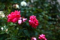 Partially blurred pink and white large rose buds with drops of water and dew in a secluded garden after rain. Royalty Free Stock Photo