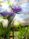 Partially blurred view in sunlight tiny flowers of Viola tricolor. violet and yellow blossom. Summer bloom closeup