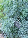 Voracious growth of herb Rue with small slate sign