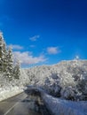 Partially cleared road. A little snow and ice on the road, trees and pines covered with snow and ice.