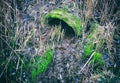 Partially clogged old concrete drain pipe surrounded by grass and moss Royalty Free Stock Photo