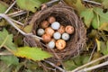 partially concealed vole nest in hedgerow