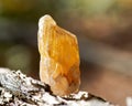 Partially crystallized golden Scapolite from Nigeria on fibrous tree bark in the forest. Royalty Free Stock Photo