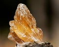 Partially crystallized golden Scapolite from Nigeria on fibrous tree bark in the forest. Royalty Free Stock Photo