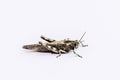 A partially desaturated grasshopper is isolated on a white background