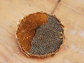 Partially Deseeded Sunflower Head Royalty Free Stock Photo