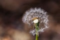 Partially dispersed dandelion clock seed head Royalty Free Stock Photo