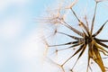 Partially dispersed dandelion clock seed head Royalty Free Stock Photo