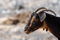 A partially domesticated goat Capra aegagrus hircus runs around in search of food along the dry desert environment in Ras al