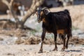 A partially domesticated goat Capra aegagrus hircus runs around in search of food along the dry desert environment in Ras al