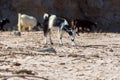 A partially domesticated goat Capra aegagrus hircus runs around in search of food along the dry desert environment in Ras al