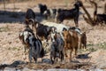 A partially domesticated group of goats Capra aegagrus hircus runs around in search of food along the dry desert environment in