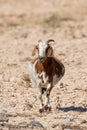 A partially domesticated pregnant goat Capra aegagrus hircus runs around in search of food along the dry desert environment in