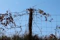 Partially dried crawler plants with brown leaves growing over old wire fence with wooden pole surrounded with uncut grass Royalty Free Stock Photo